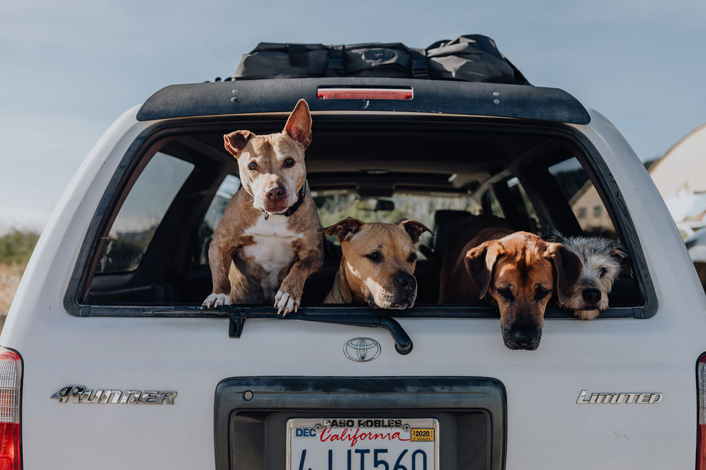 Four dogs in the back of a Toyota 4 runner